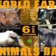 world-farm-animal-day